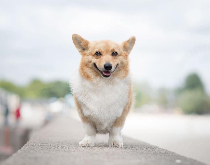 狗狗打嗝一抽一抽的想吐吐不出来,狗狗打嗝拉不出大便