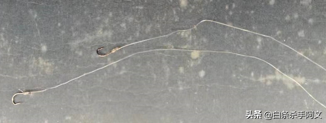 钓白条的正确方法和技巧,冬季野钓白条如何越钓越多