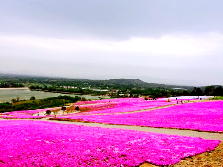 河北芝樱丛生福禄考种植基地,上海芝樱丛生福禄考报价