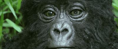 豆瓣9.8分悬疑大片,窥探电视剧豆瓣评分