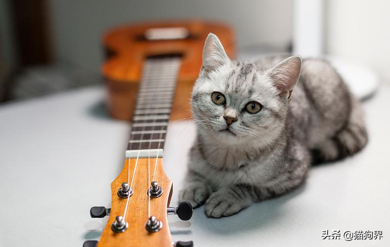 美短猫喂什么好,美短猫怎么喂有营养