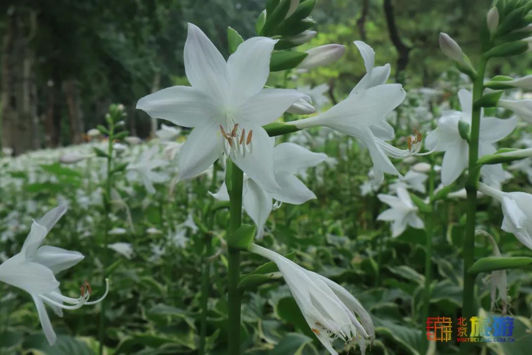 免费！市区就有“小森林”，花海芳香扑鼻！还有美好的祝福送给你