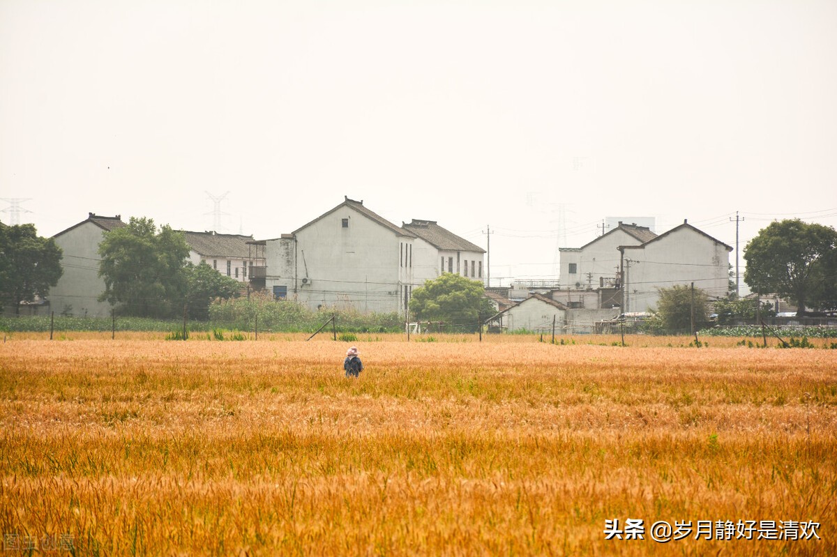 芒种时节是小麦收割时节,芒种麦收完整版