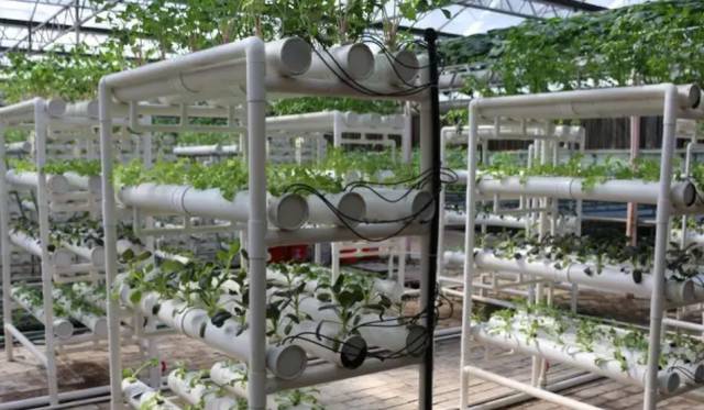 不了解这些，就不要做无土栽培了！