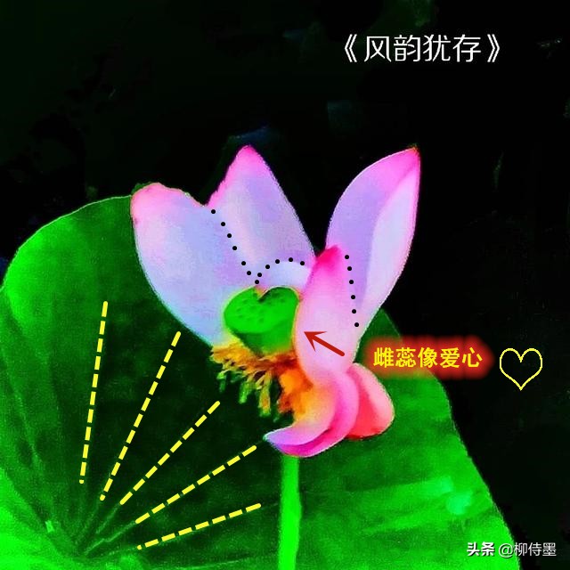 荷花怎么拍出高级感的照片航拍,荷花怎么拍出高级感的照片