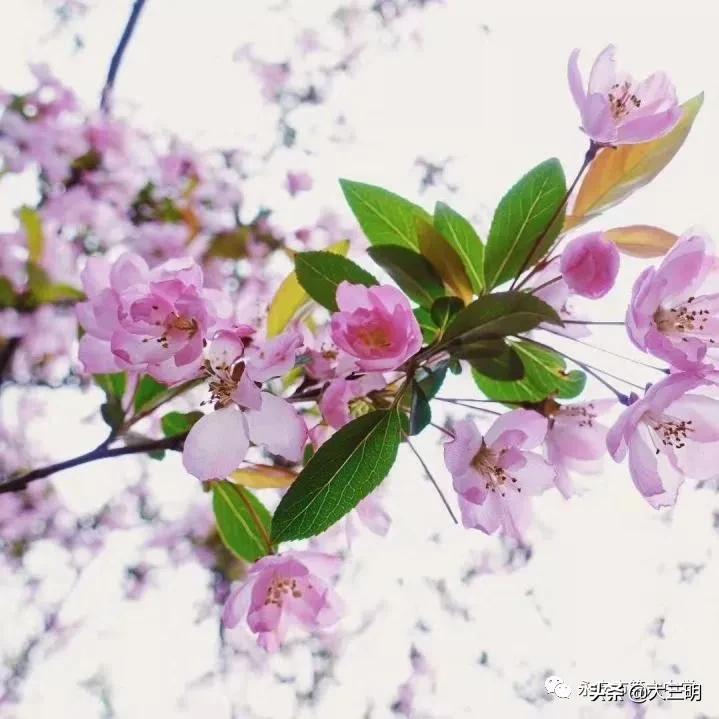 常德六中抗击疫情,四川遂宁六中抗击疫情