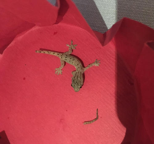 壁虎为什么叫守宫精华,壁虎算是守宫吗