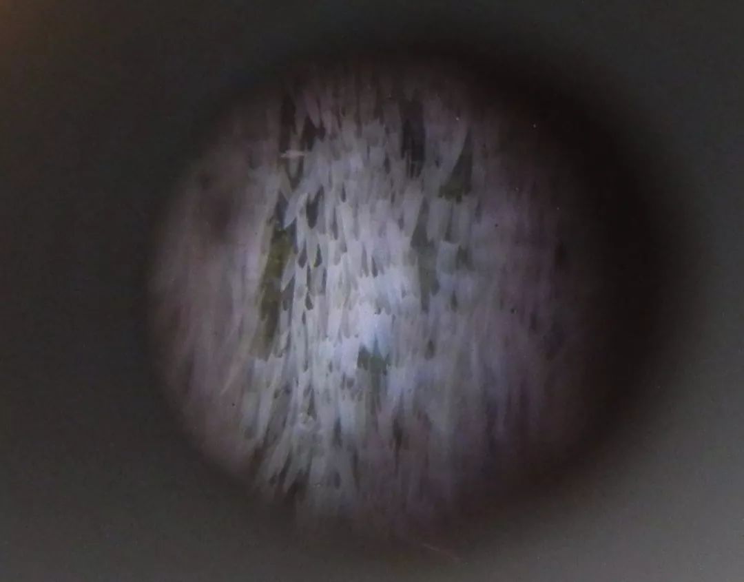 传说中的蛊虫真的有吗,传说中的扑棱蛾子