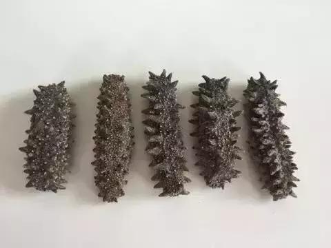 海参物种科普,海参100种图片