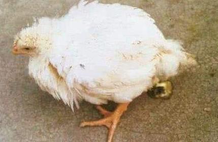 鸡受惊吓瘫痪最快的恢复方法,鸡出现瘫鸡咋回事