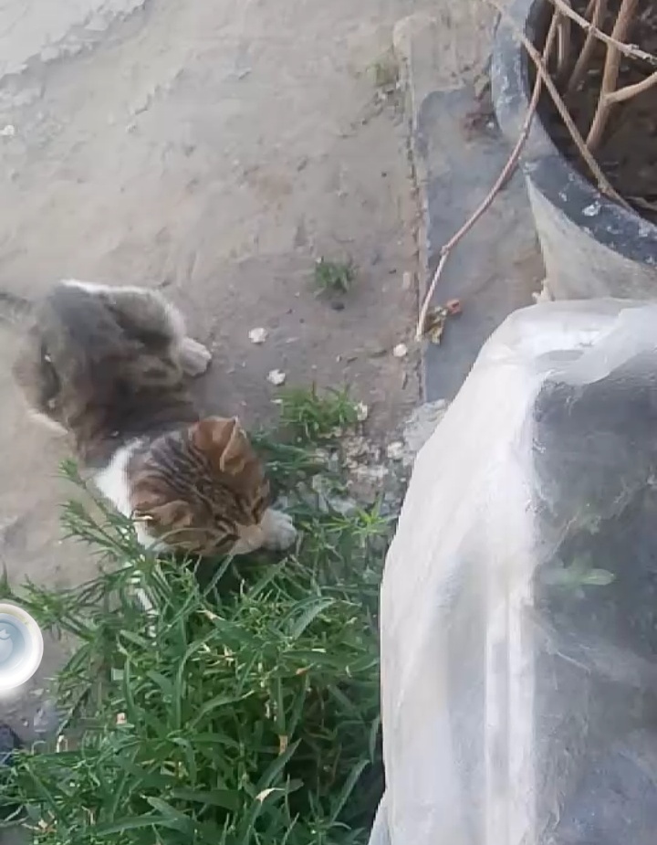 生活随笔作文600字,生活随笔美文