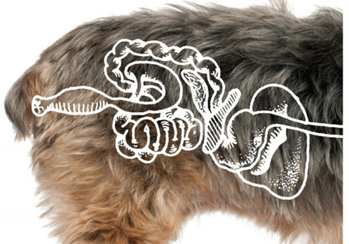 猫咪最近频繁呕吐是不是猫瘟,猫咪呕吐怎么判断是肠胃炎