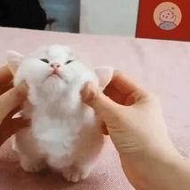 猫：来啊，踩我屁股啊，使点劲儿