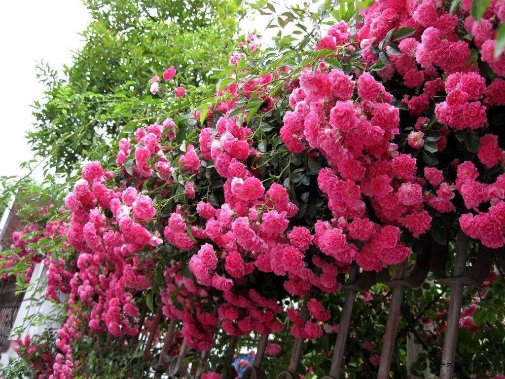 院子花架最适合的花,花架子摆什么绿植好看