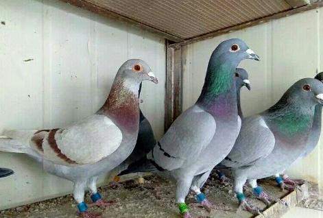 豌豆不易消化怎么办,豌豆喂鸽子营养高吗