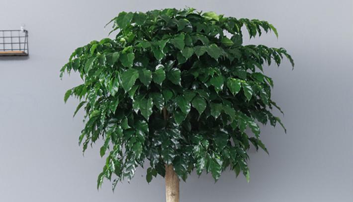 幸福树怎么能长得快又茂盛,幸福树多久从小苗养成老桩