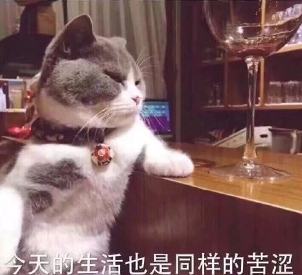 我只是个肥宅表情包,表情包我能插嘴吗