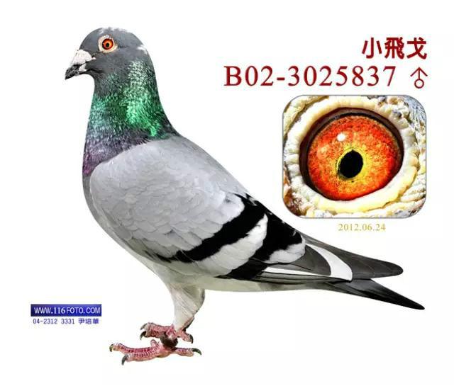 用成绩征服世界鸽坛，实力非凡却又异常低调的世界超级铭鸽全在这