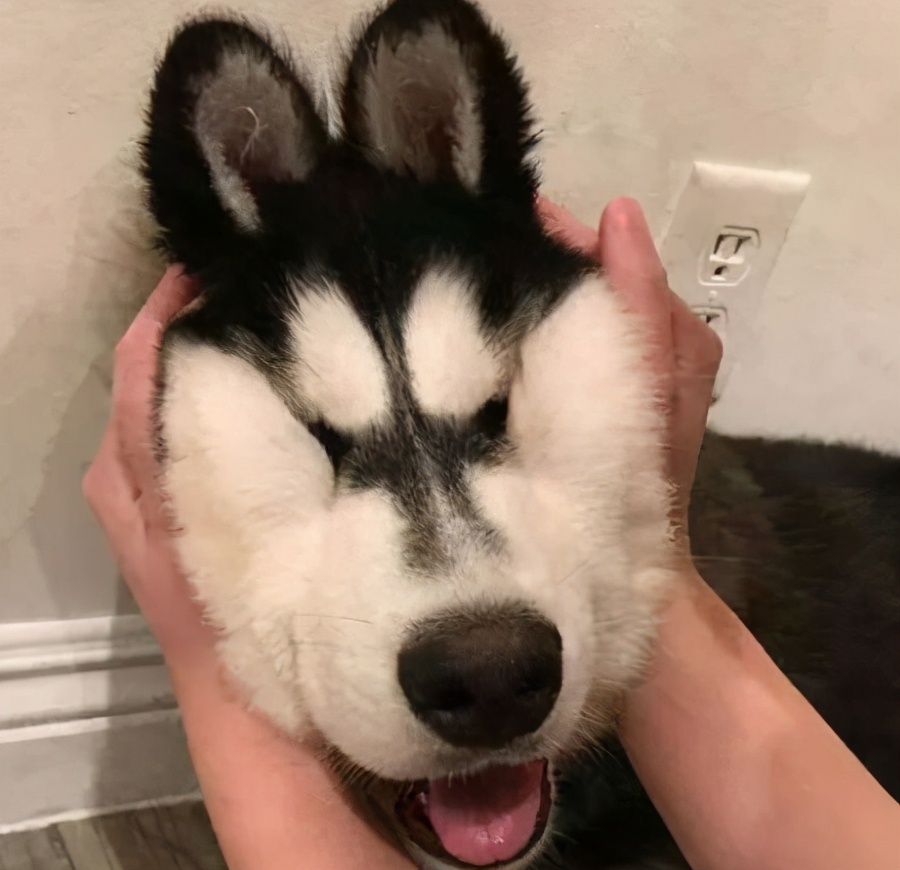 快速让狗狗舒服的按摩技巧|亲测有效