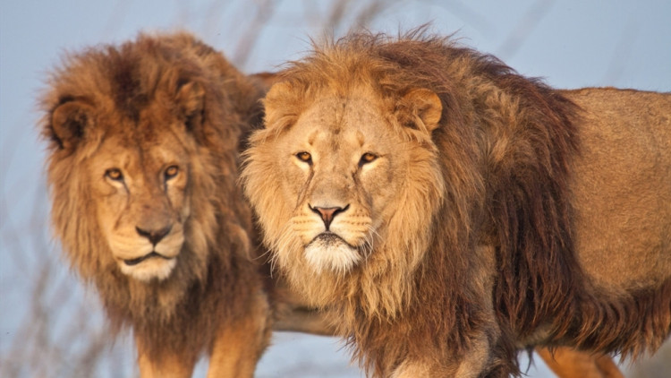 一只老虎和一只狮子打架谁会赢,狮子和老虎打架的故事