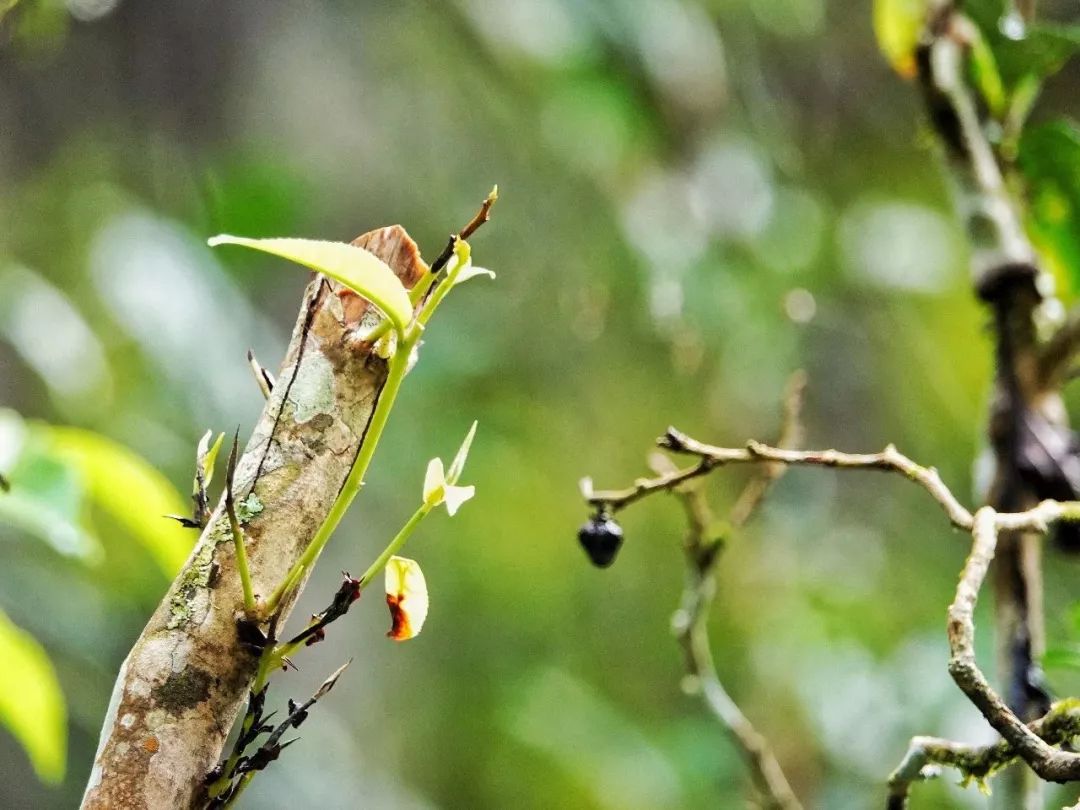 十里春风，不如一盏春茶