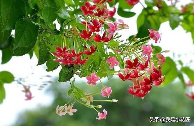 适合阳台种植的爬藤植物都有哪些,家庭阳台种什么爬藤植物比较好