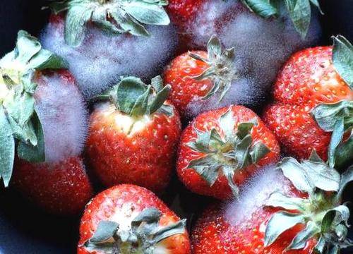 冻伤的菜和水果能不能吃,冻伤的水果是腐烂的水果吗