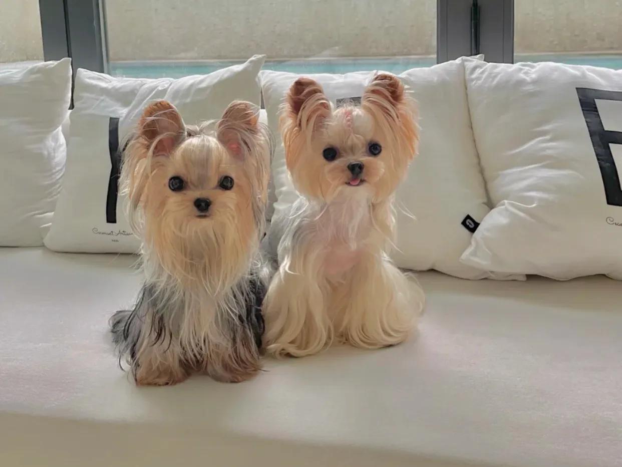 约克夏怎么养才能吃狗粮,铲屎官强哥约克夏有没有问题