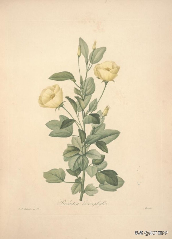 插画风简单的花手绘图片,唯美手绘田园插画图片大全