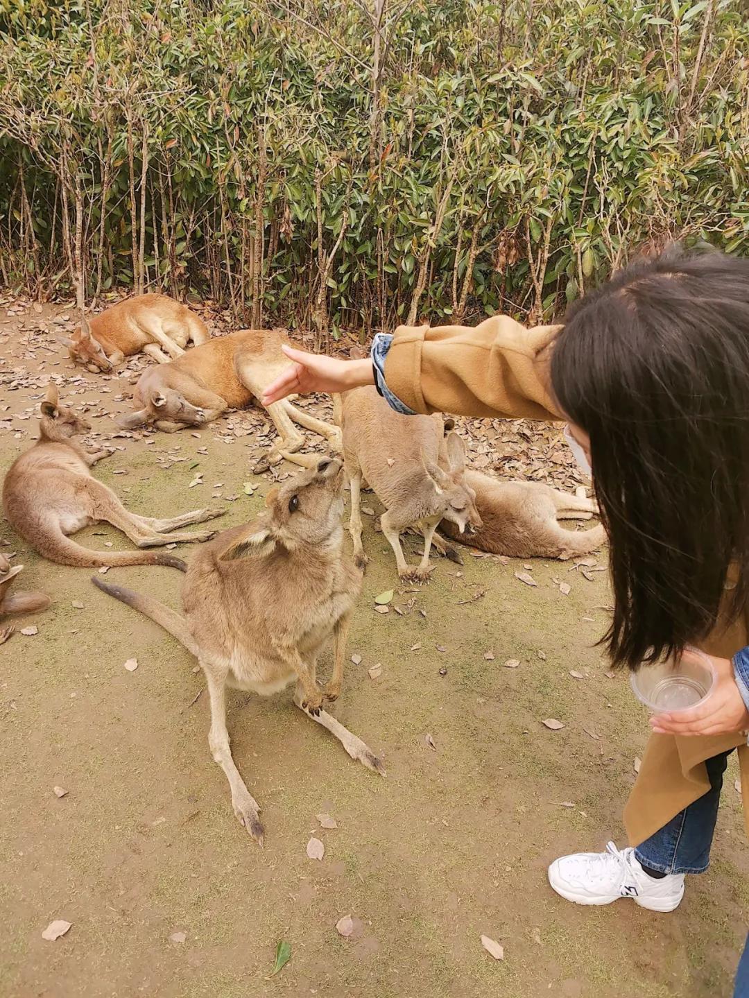 上海野生动物园旅游攻略路线推荐,上海野生动物园旅游攻略50字
