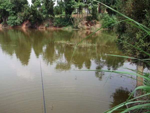最好的钓黑鱼的方法,钓黑鱼的方法时间与技巧