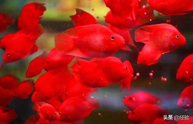 鹦鹉鱼变白怎么办？