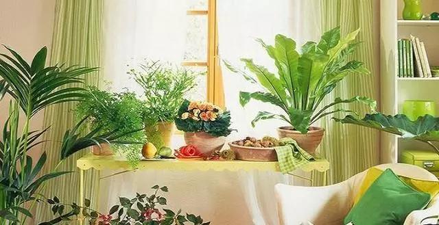 书桌植物摆放风水禁忌,千万不要在家里摆放这些植物