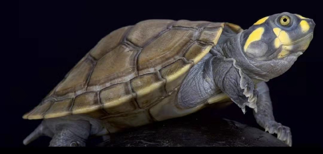 深水龟选什么龟好,如何选龟养龟