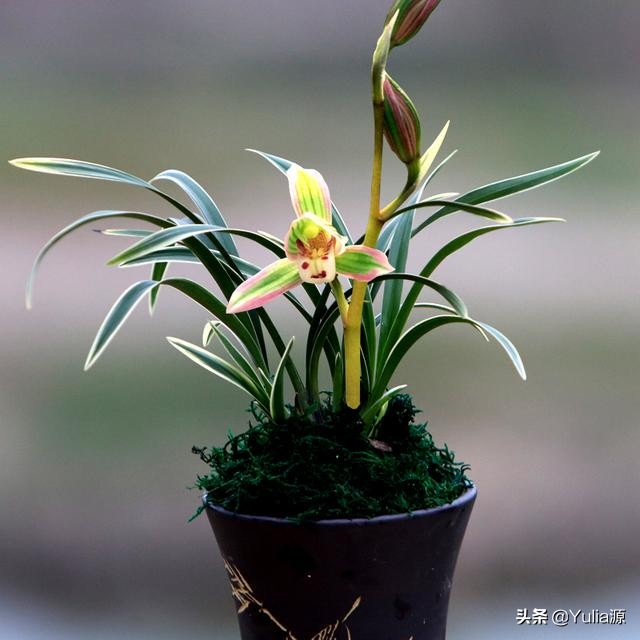 民国兰花五角硬币收藏价值,翡翠兰花有收藏价值吗