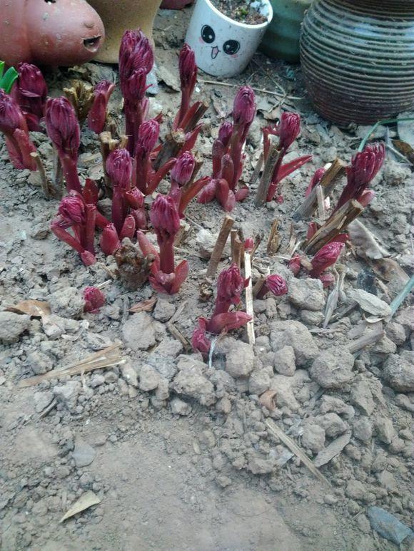 芍药花的养护方法文字,芍药的切花养护方法