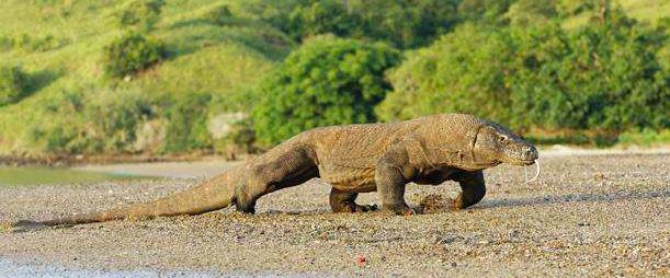 无性生殖到有性生殖的进化,无性繁殖和有性生殖的优点和缺点