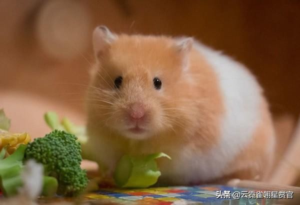 新手最推荐的仓鼠是什么,仓鼠类型推荐