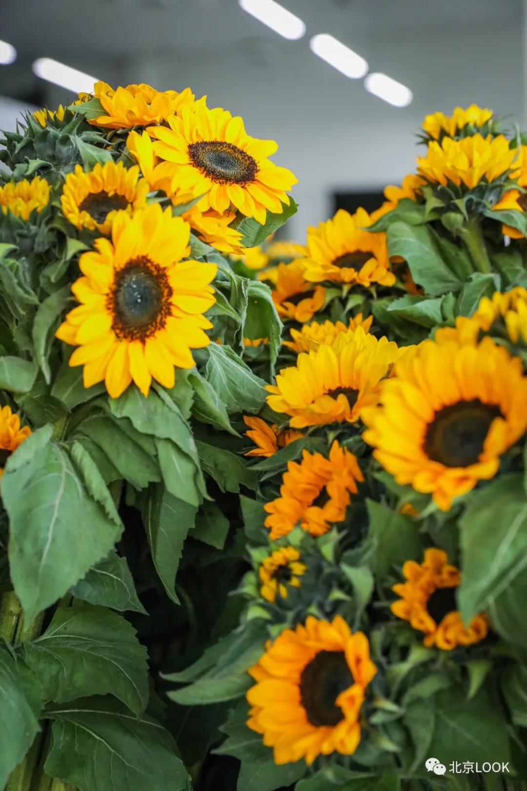 最便宜的北京花市,北京超好逛的花市