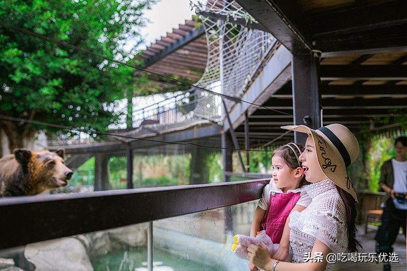 厦门灵玲动物王国大熊猫,厦门马戏团灵玲动物王国观光游览