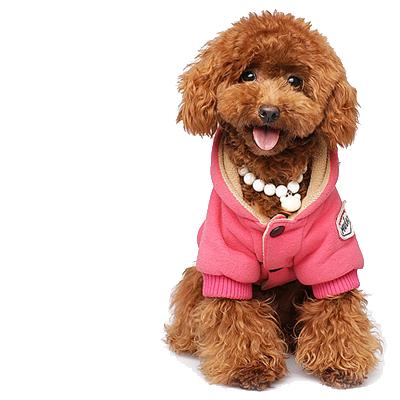 金毛犬瘟热抽搐症状,犬瘟热神经抽搐的药