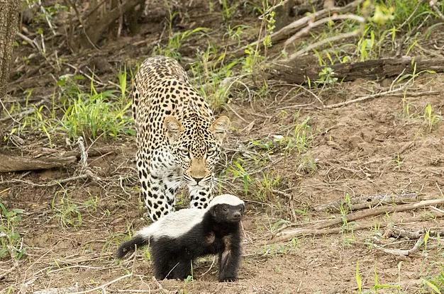平头哥蜜獾的克星鬣狗,平头哥蜜獾为什么不怕毒液