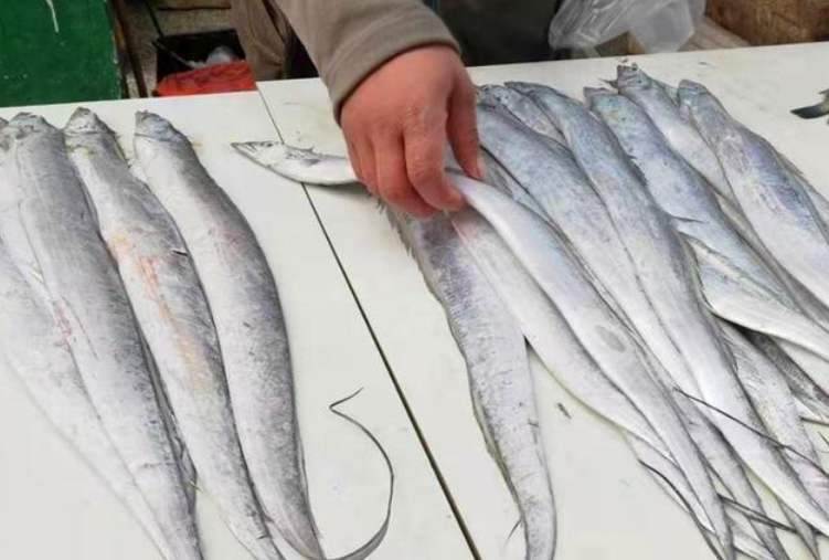 带鱼选购技巧,买带鱼怎么挑选新不新鲜