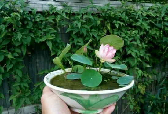 碗莲怎么养才能多开花,碗莲怎么养才开花多