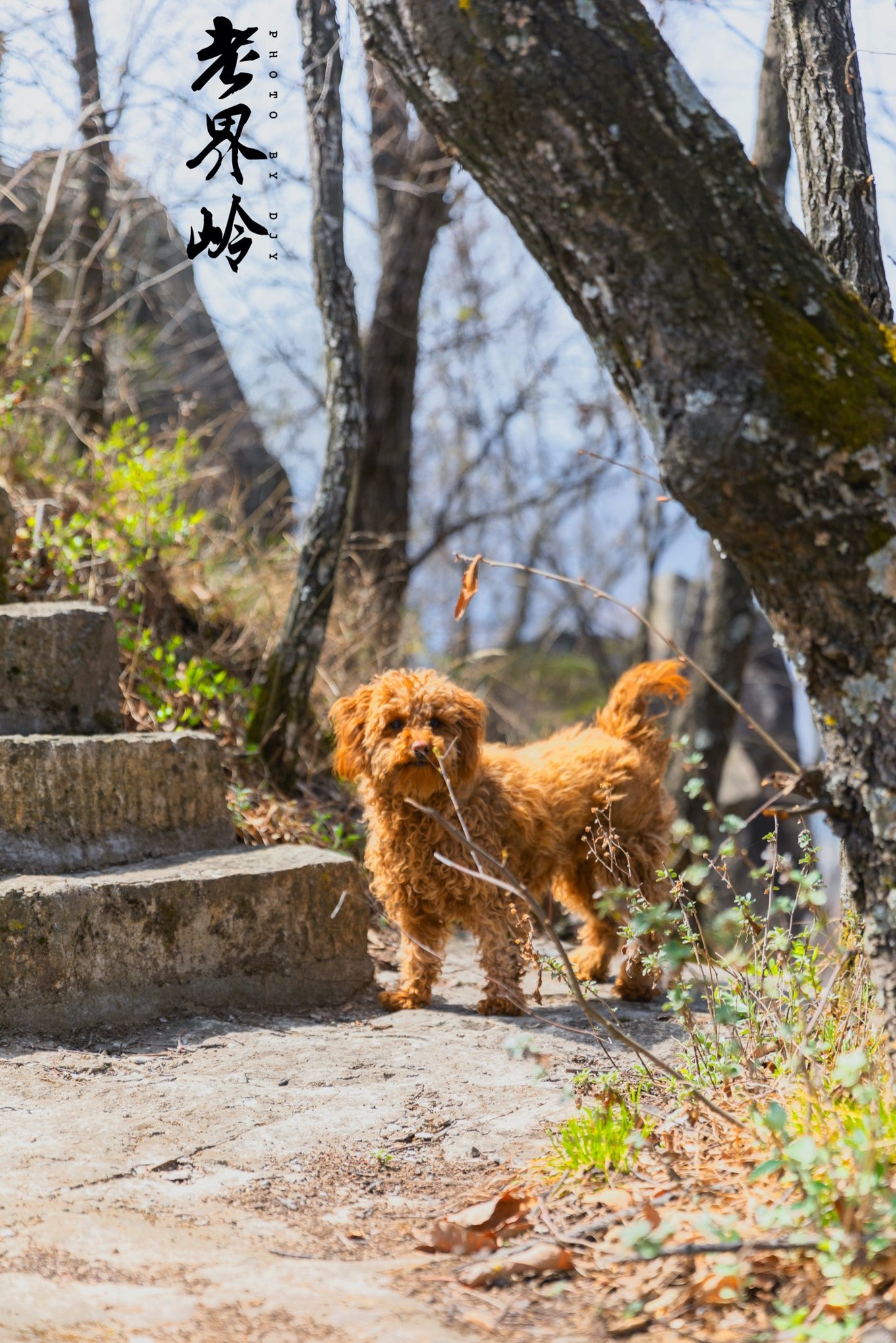 游览老界岭的感悟,河南老界岭景区