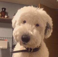 汪星人的秘密,舌头的3个小秘密