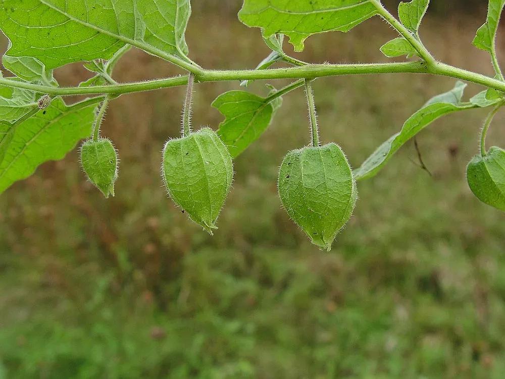 生物相册：姑娘还是菇茑？这水果，世界各地有39种