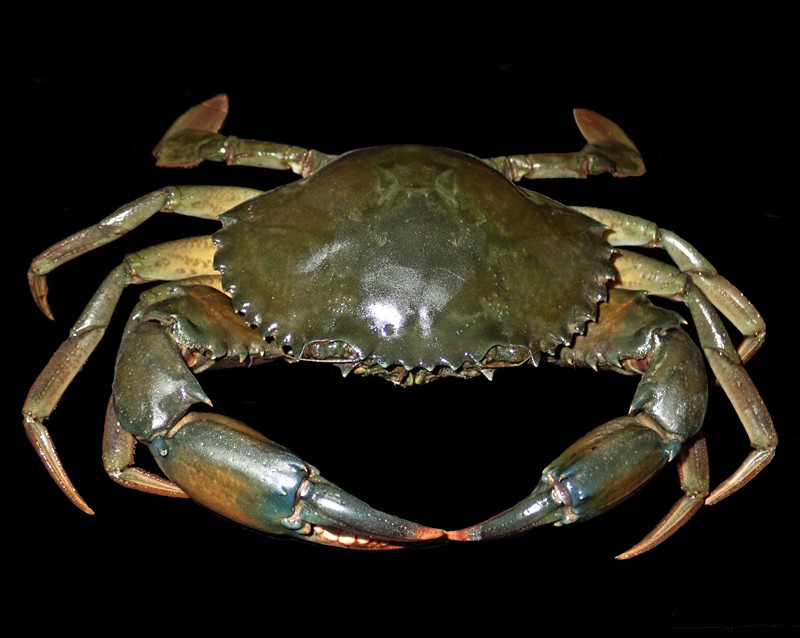 肉蟹膏蟹黄油蟹是同一个品种吗,三门青蟹是肉蟹还是膏蟹