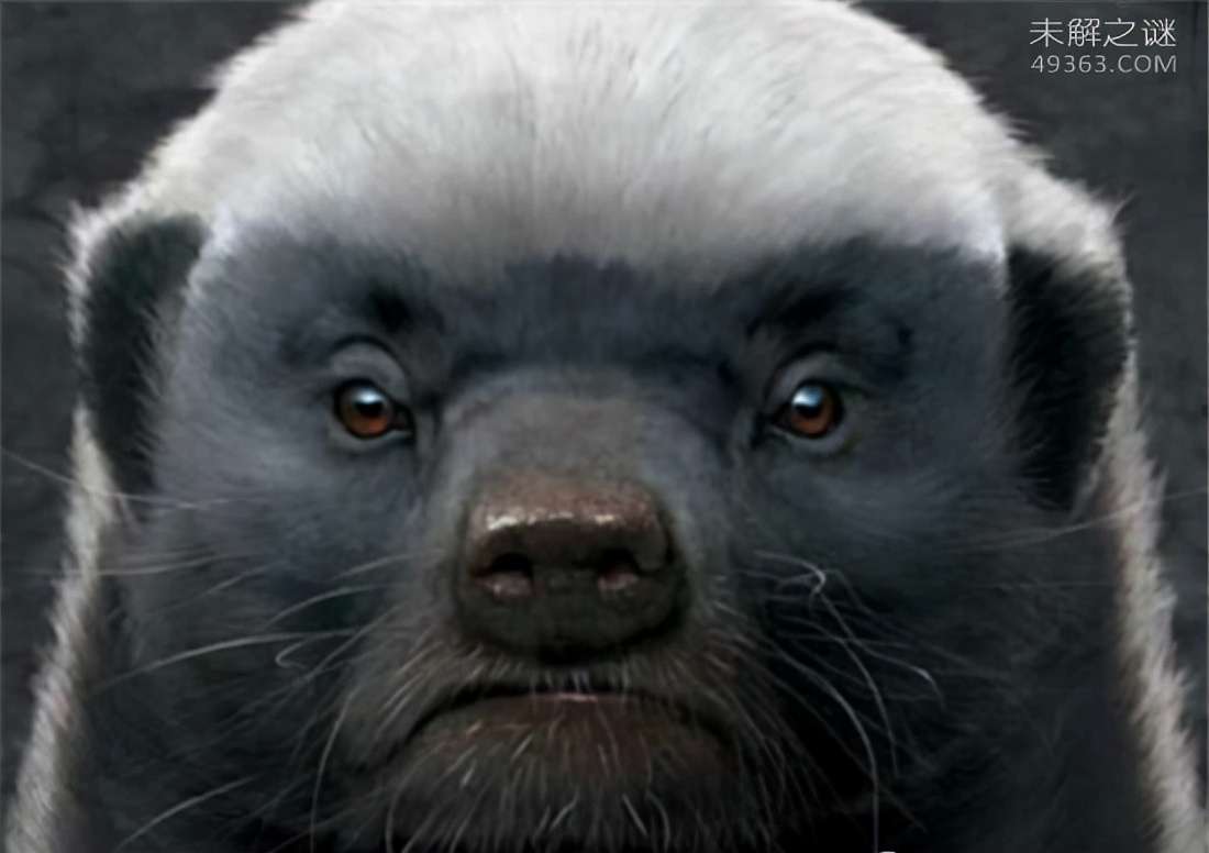 平头哥蜜獾哪个国家让养,为什么蜜獾被称为平头哥