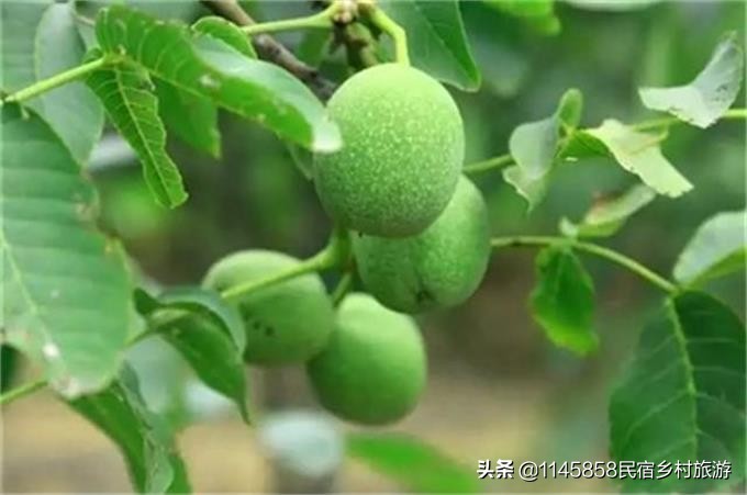 明秀农家乐,浙江安吉董岭农家乐推荐